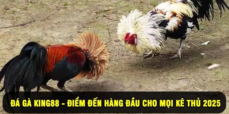 Đá Gà King88 - Điểm Đến Hàng Đầu Cho Mọi Kê Thủ 2025