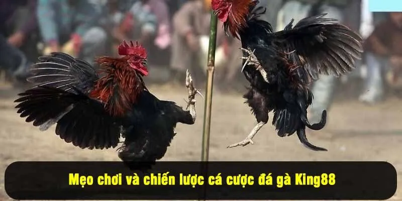 Mẹo chơi và chiến lược cá cược đá gà King88