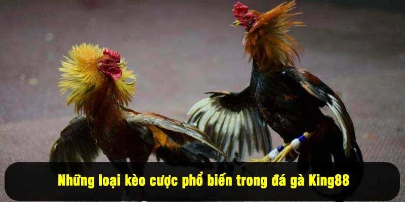 Những loại kèo cược phổ biến trong đá gà King88
