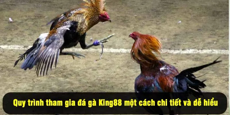 Quy trình tham gia đá gà King88 một cách chi tiết và dễ hiểu